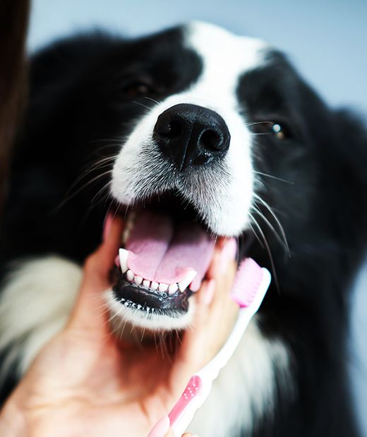 female vet cleaning the teeth of a border collie dog