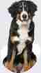 bernese mountain dog on gray background